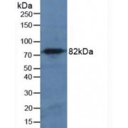 Western blot analysis of Mouse Pancreas Tissue.