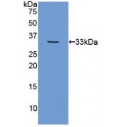 Calpain 1, Large Subunit (CAPN1) Antibody