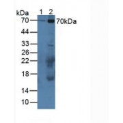 Western blot analysis of (1) Mouse Serum and (2) Mouse Placenta Tissue.