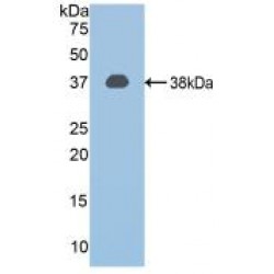 Calpain 1, Large Subunit (CAPN1) Antibody