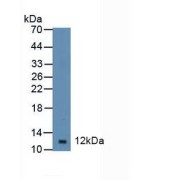 Western blot analysis of Mouse Spleen Tissue.