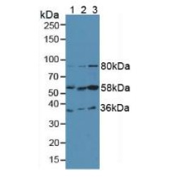 Fibrinogen Like Protein 1 (FGL1) Antibody