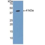 Western blot analysis of recombinant Human FGL1.