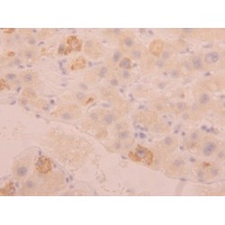 Fibrinogen Like Protein 1 (FGL1) Antibody
