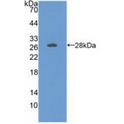 Western blot analysis of recombinant Human FOLR1.