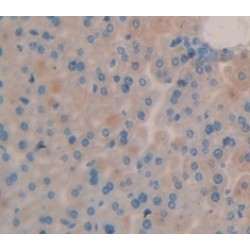 Leukemia Inhibitory Factor (LIF) Antibody