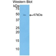 Western blot analysis of recombinant Mouse LTbR.