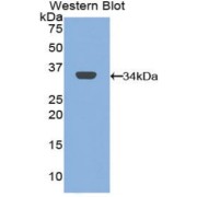 abx102569