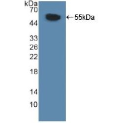 Myosin Light Chain Kinase (MYLK) Antibody