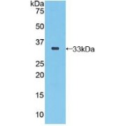 Western blot analysis of recombinant Human SEPP1.