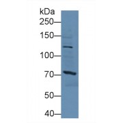 Western blot analysis of Mouse Liver lysate, using Human SSFA2 Antibody (3 µg/ml) and HRP-conjugated Goat Anti-Rabbit antibody (<a href="https://www.abbexa.com/index.php?route=product/search&amp;search=abx400043" target="_blank">abx400043</a>, 0.2 µg/ml).