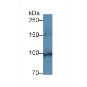 Western blot analysis of Mouse Colon lysate, using Mouse SCFR Antibody (1 µg/ml) and HRP-conjugated Goat Anti-Rabbit antibody (<a href="https://www.abbexa.com/index.php?route=product/search&amp;search=abx400043" target="_blank">abx400043</a>, 0.2 µg/ml).