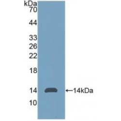 Thy-1 Membrane Glycoprotein (THY1) Antibody