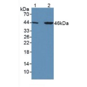 abx102580