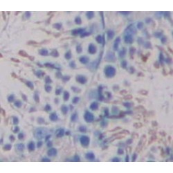 UDP Glycosyltransferase 8 (UGT8) Antibody