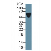 Western blot analysis of Human Serum, using Human a1AGP Antibody (2 µg/ml) and HRP-conjugated Goat Anti-Rabbit antibody (<a href="https://www.abbexa.com/index.php?route=product/search&amp;search=abx400043" target="_blank">abx400043</a>, 0.2 µg/ml).