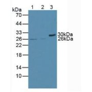 Western blot analysis of (1) Human Jurkat Cells, (2) Human U937 Cells and (3) Mouse Pancreas Tissue.