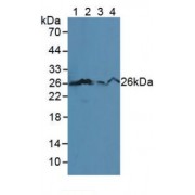 Western blot analysis of (1) Mouse Serum, (2) Human HL-60 Cells, (3) Human Jurkat Cells and (4) Human U-937 Cells.