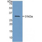 Western blot analysis of recombinant Human COL4a1.