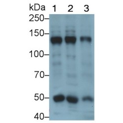 Collagen Type IV Alpha 5 (COL4A5) Antibody