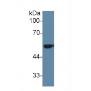 Western blot analysis of Mouse Lung lysate, using Human DLD Antibody (1 µg/ml) and HRP-conjugated Goat Anti-Rabbit antibody (<a href="https://www.abbexa.com/index.php?route=product/search&amp;search=abx400043" target="_blank">abx400043</a>, 0.2 µg/ml).