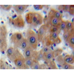Dishevelled, Dsh Homolog 1 (DVL1) Antibody