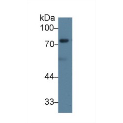 Dishevelled, Dsh Homolog 2 (DVL2) Antibody