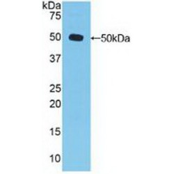 Dishevelled, Dsh Homolog 3 (DVL3) Antibody