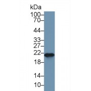 Western blot analysis of Mouse Spleen lysate, using Mouse FTH Antibody (1 µg/ml) and HRP-conjugated Goat Anti-Rabbit antibody (<a href="https://www.abbexa.com/index.php?route=product/search&amp;search=abx400043" target="_blank">abx400043</a>, 0.2 µg/ml).