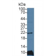 Western blot analysis of Pig Liver lysate, using Human FTL Antibody (3 µg/ml) and HRP-conjugated Goat Anti-Rabbit antibody (<a href="https://www.abbexa.com/index.php?route=product/search&amp;search=abx400043" target="_blank">abx400043</a>, 0.2 µg/ml).