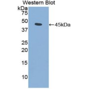 Western blot analysis of the recombinant protein.