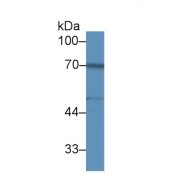 Western blot analysis of Rat Placenta lysate, using Human FKBP10 Antibody (1 µg/ml) and HRP-conjugated Goat Anti-Rabbit antibody (<a href="https://www.abbexa.com/index.php?route=product/search&amp;search=abx400043" target="_blank">abx400043</a>, 0.2 µg/ml).