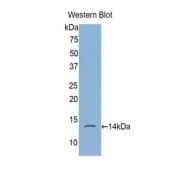 Western blot analysis of the recombinant protein.