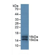 Western blot analysis of recombinant Human FKBP1A.