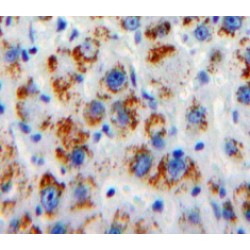 FK506 Binding Protein 1B (FKBP1B) Antibody