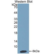 Western blot analysis of the recombinant protein.