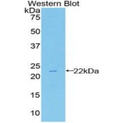 Western blot analysis of recombinant Mouse HSPb2.