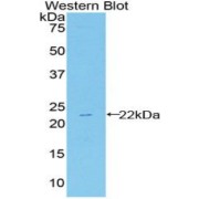 Western blot analysis of recombinant Mouse HSPb2.