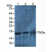 Western blot analysis of (1) Human Liver Tissue, (2) Human Lung Tissue and (3) Human Cartilage Tissue.