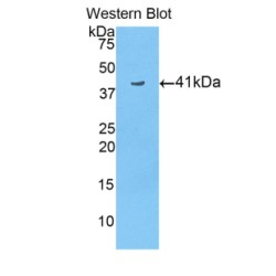 Histone Cluster 3, H2a (HIST3H2A) Antibody
