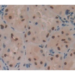 Histone Cluster 3, H2a (HIST3H2A) Antibody