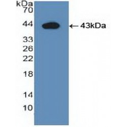 Indoleamine-2,3-Dioxygenase (IDO) Antibody