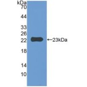 Western blot analysis of recombinant Mouse IAP.