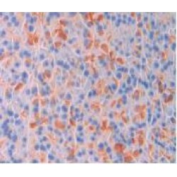 Leukocyte Surface Antigen CD47 (CD47) Antibody