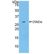 Western blot analysis of recombinant Mouse PARP.