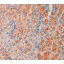 SHC-Transforming Protein 2 (SHC2) Antibody