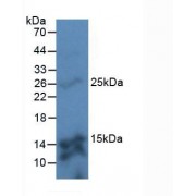 Western blot analysis of Mouse Kidney Tissue.