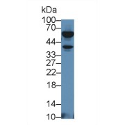 Western blot analysis of Mouse Thymus lysate, using Mouse TNFb Antibody (2 µg/ml) and HRP-conjugated Goat Anti-Rabbit antibody (<a href="https://www.abbexa.com/index.php?route=product/search&amp;search=abx400043" target="_blank">abx400043</a>, 0.2 µg/ml).