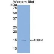 Western blot analysis of the recombinant protein.