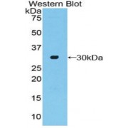 Western blot analysis of the recombinant protein.